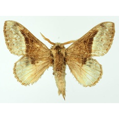 /filer/webapps/moths/media/images/A/affinis_Schausinna_AM_Basquin_04.jpg