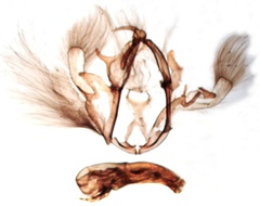 /filer/webapps/moths/media/images/M/monodonta_Grammodes_GMHT_BMNH_1553.jpg