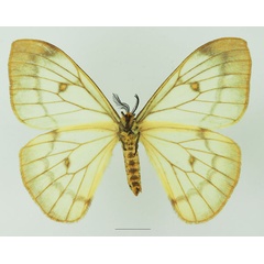 /filer/webapps/moths/media/images/A/ansorgei_Pseudaphelia_AF_Basquin_01b.jpg