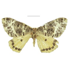 /filer/webapps/moths/media/images/T/tricoloraria_Zerene_HT_NHMUK.jpg