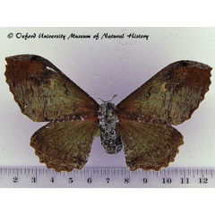 /filer/webapps/moths/media/images/A/agathylla_Micragone_AF_OUMNH_01.jpg