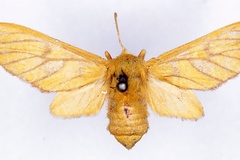 Rhipidarctia lutea
