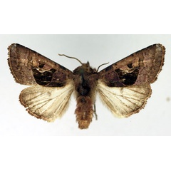 /filer/webapps/moths/media/images/C/comoriensis_Conservula_AM_Aulombard.jpg