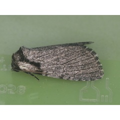 /filer/webapps/moths/media/images/B/basifascia_Procrateria_A_Roland_01.jpg