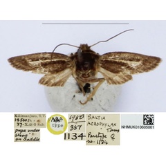 /filer/webapps/moths/media/images/A/acrophylax_Saltia_PT_BMNH_AA0FN10.jpg