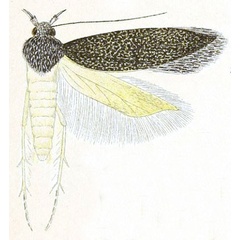 /filer/webapps/moths/media/images/L/lathridia_Telphusa_HT_Meyrick_4-5.jpg