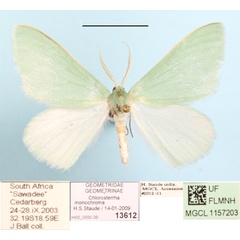 /filer/webapps/moths/media/images/M/monochroma_Chlorosterrha_A_MGCLa_01.JPG