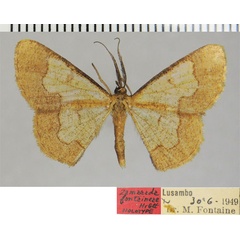 /filer/webapps/moths/media/images/F/fontaineae_Zamarada_HT_ZSMa.jpg