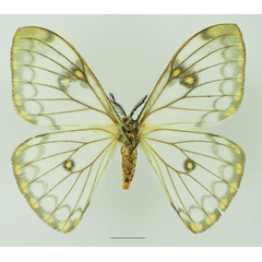 /filer/webapps/moths/media/images/D/dialitha_Pseudaphelia_AF_Basquinb.jpg