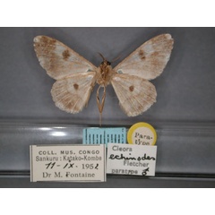 /filer/webapps/moths/media/images/E/echinodes_Cleora_PT_RMCA_02.jpg