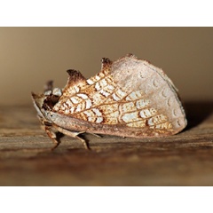 /filer/webapps/moths/media/images/A/argyrophora_Baliopteryx_A_Voaden.JPG