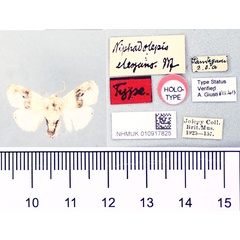 /filer/webapps/moths/media/images/E/elegans_Niphadolepis_HT_BMNH.jpg