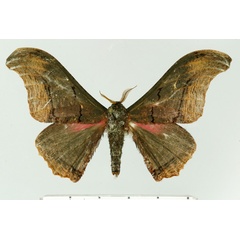 /filer/webapps/moths/media/images/A/agathylla_Micragone_AM_Aulombard.jpg