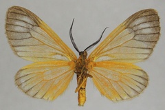 Ereunetea translucens