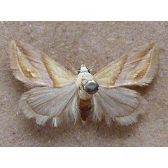 /filer/webapps/moths/media/images/A/acarodes_Eublemma_A_Butler_01.jpg