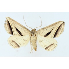 /filer/webapps/moths/media/images/P/proclinata_Marca_AF_TMSA_01.jpg