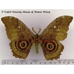 /filer/webapps/moths/media/images/P/probsti_Protogynanisa_AM_OUMNHa_01.jpg