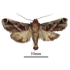 /filer/webapps/moths/media/images/V/viettealis_Nhoabe_AM_ANHRTa.jpg