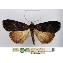 /filer/webapps/moths/media/images/T/thomae_Elesmoides_STF_NHMUK.jpg