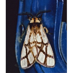 /filer/webapps/moths/media/images/R/reticulata_Anaphe_A_Roland_01.jpg