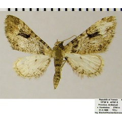 /filer/webapps/moths/media/images/A/annimasi_Chloroclystis_AM_ZSMa.jpg