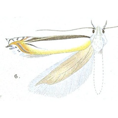 /filer/webapps/moths/media/images/E/eurydoxa_Polyhymno_STM_Meyrick_5-6.jpg