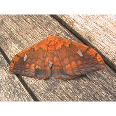 /filer/webapps/moths/media/images/C/cyrene_Pseudobunaea_A_Guyonnet.jpg