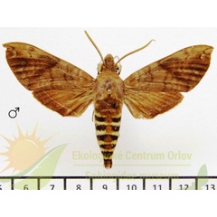 /filer/webapps/moths/media/images/L/lannini_Nephele_AM_SMCR_01.jpg