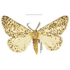 /filer/webapps/moths/media/images/A/anamesa_Nothabraxas_STM_NHMUK_02.jpg