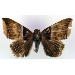 /filer/webapps/moths/media/images/B/bergeri_Achaea_HT_RMCA_03.jpg