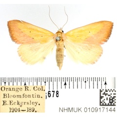 /filer/webapps/moths/media/images/S/sacraria_Phytometra_AF_BMNH.jpg