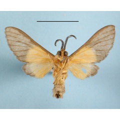 /filer/webapps/moths/media/images/M/melaleuca_Anapisa_AM_MGCLb_01.JPG