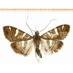 /filer/webapps/moths/media/images/L/loloalis_Glyphodes_A_DePrins.jpg