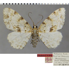 /filer/webapps/moths/media/images/P/pauliani_Ectropis_PTM_ZSM.jpg