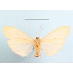 /filer/webapps/moths/media/images/P/punctilineata_Aroterosia_A_MGCLb_01.JPG