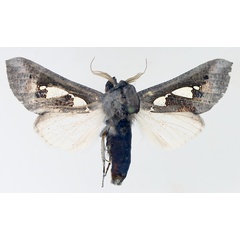 /filer/webapps/moths/media/images/B/bracteata_Antiophlebia_AM_TMSA_01.jpg