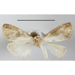 /filer/webapps/moths/media/images/S/semialba_Leucobaeta_A_MGCLb_01.JPG