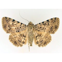 /filer/webapps/moths/media/images/S/sagulata_Beriodesma_AM_TMSA_02.jpg