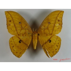 /filer/webapps/moths/media/images/I/imperator_Pseudantheraea_A_Albert.jpg