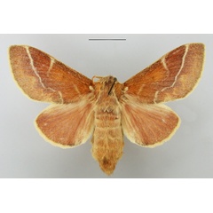 /filer/webapps/moths/media/images/C/carinata_Streblote_AF_TMSA.jpg