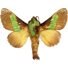 /filer/webapps/moths/media/images/C/concavata_Parasa_AM_MCJM.jpg