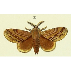 /filer/webapps/moths/media/images/P/pithyocampa_Eutricha_Cramer4_304_E.jpg