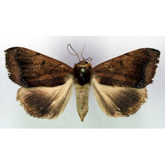 /filer/webapps/moths/media/images/D/dilecta_Ophiusa_A_RMCA.jpg