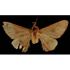 /filer/webapps/moths/media/images/O/ovalis_Scalmicauda_HT_RBINSb.jpg