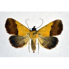 /filer/webapps/moths/media/images/D/duplicalis_Phytometra_A_NHM0_02.jpg