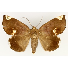 /filer/webapps/moths/media/images/I/illustrata_Achaea_AM_TMSA_01.jpg