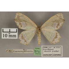 /filer/webapps/moths/media/images/D/devoluta_Archichlora_HTM_OUMNHb_01.jpg