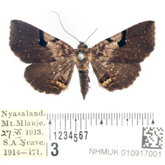 /filer/webapps/moths/media/images/G/goleta_Rhesala_AM_BMNH_01.jpg