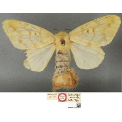 /filer/webapps/moths/media/images/A/anomala_Lechriolepis_STF_BMNH_01.jpg