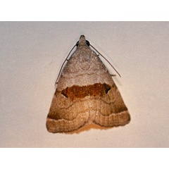 /filer/webapps/moths/media/images/A/atrisigna_Ozarba_A_Roland.jpg